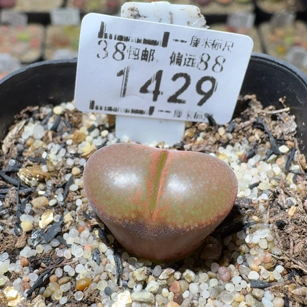 Sss清仓出了清清清1429