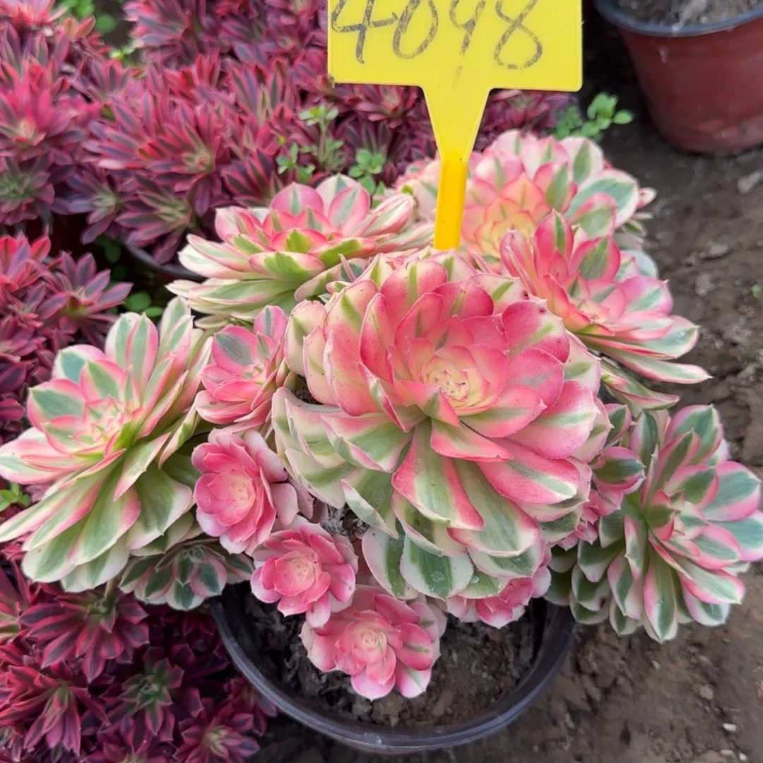 4098---倾城之恋多头