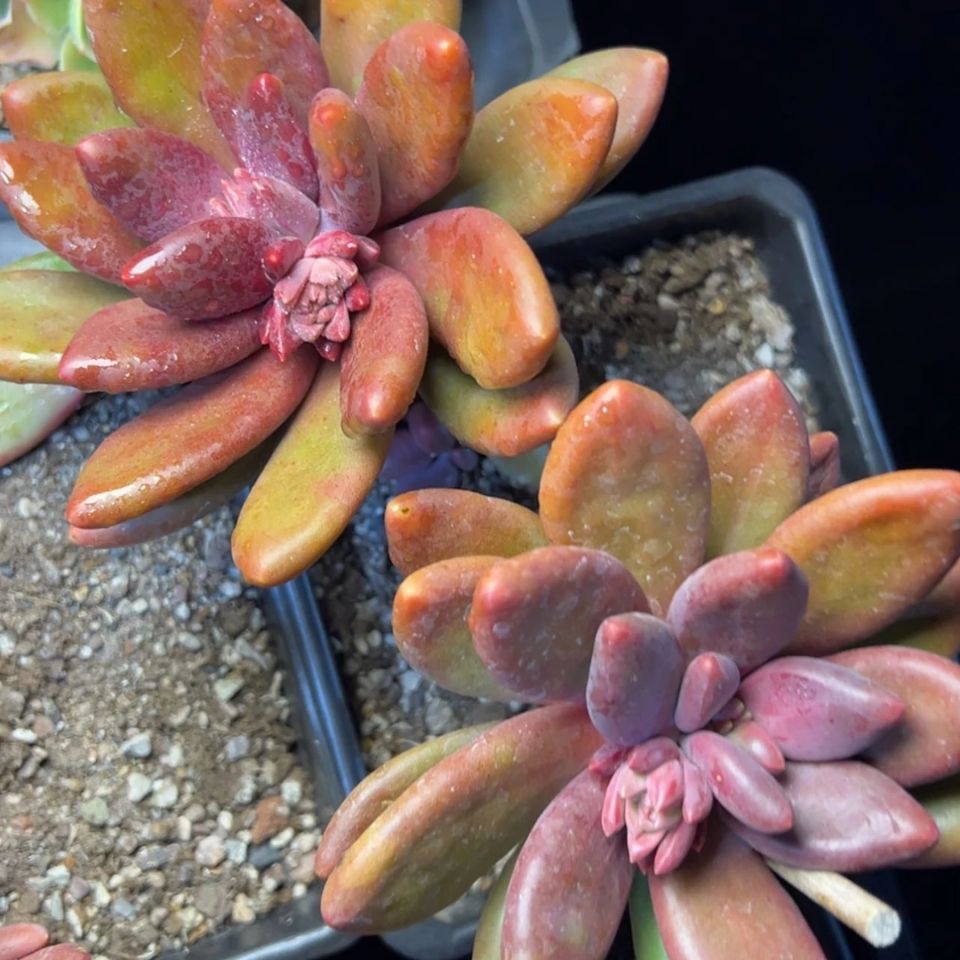 【闪购商品】芒果奶多肉19.8