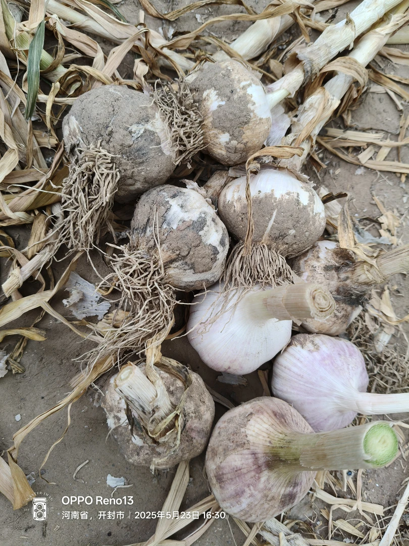 新鲜现挖可腌制糖醋蒜的紫白皮大蒜