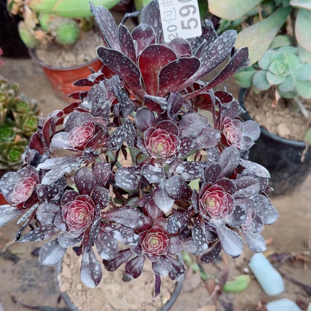 黑圆叶多肉590满20包邮断枝不包