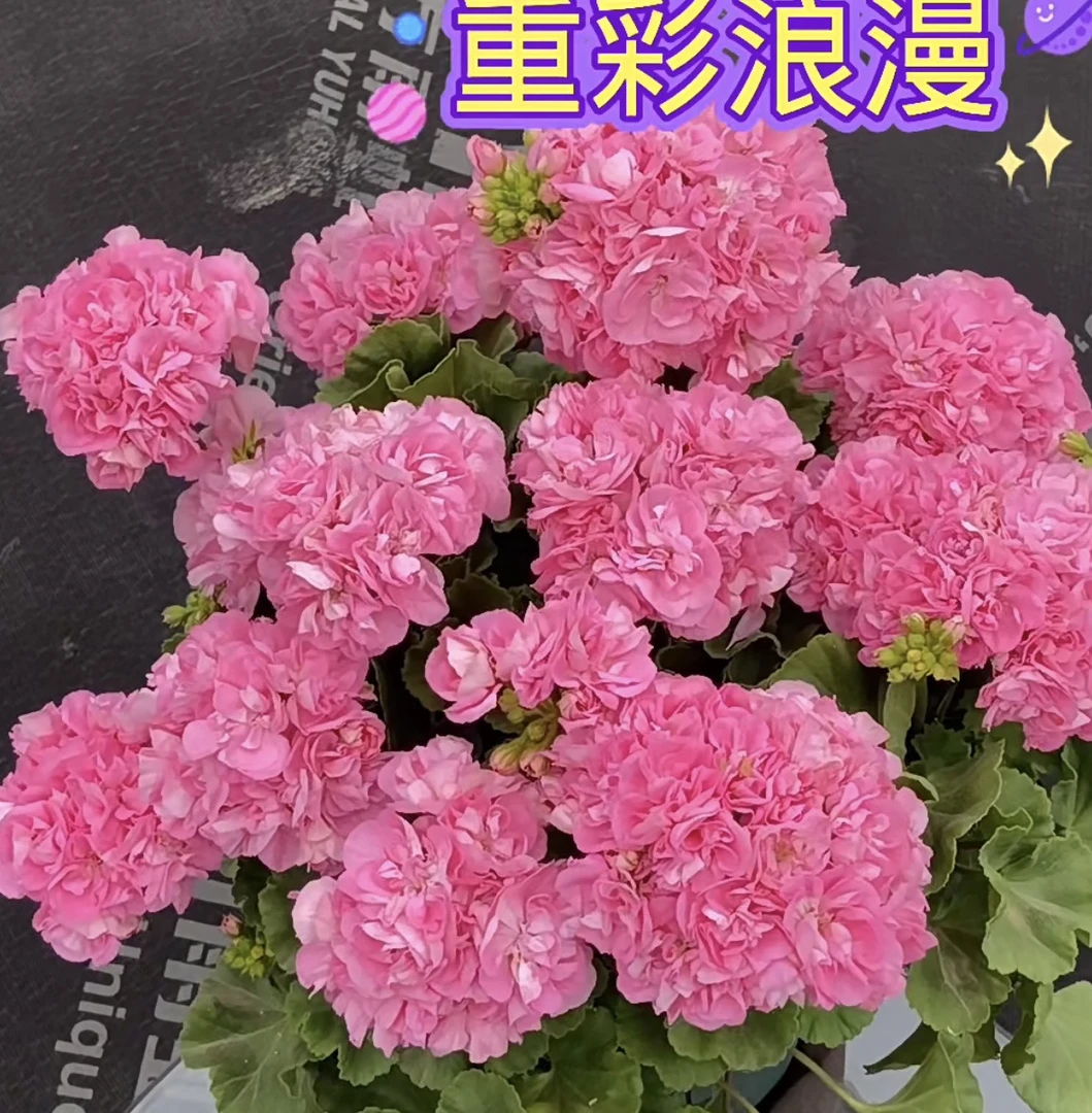 《重彩浪漫》重瓣天竺葵