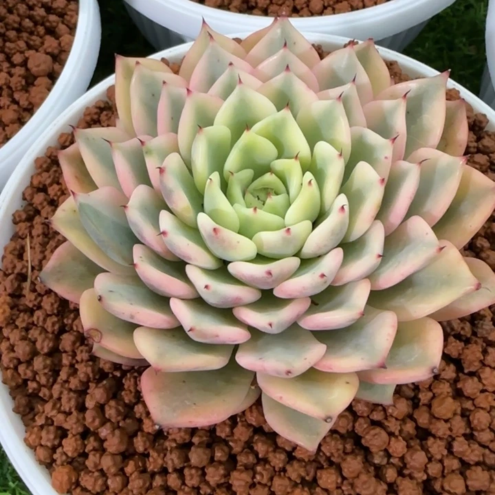 什么玫瑰锦多肉植物的