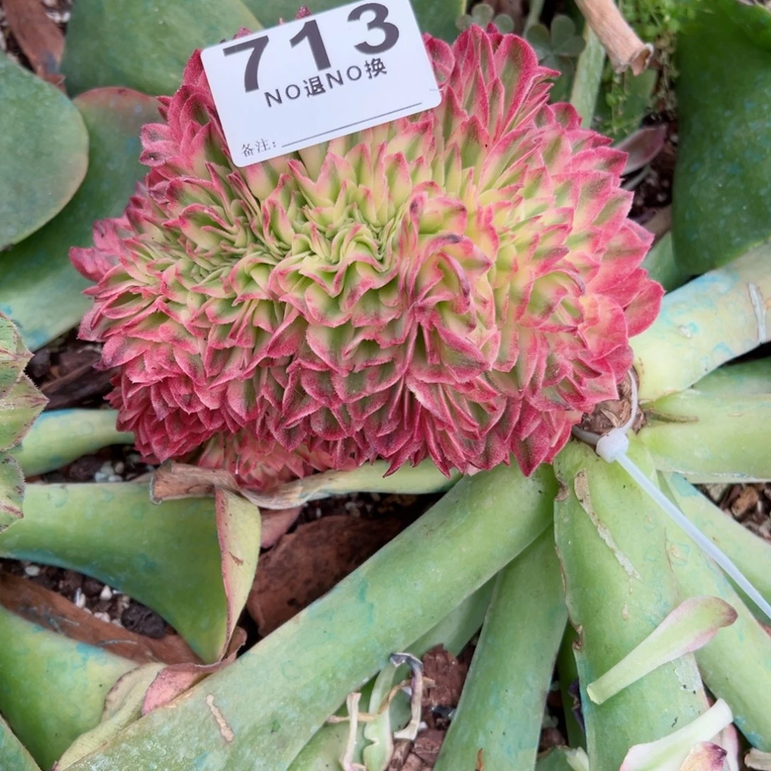 叶***713多肉法师玲珑缀一个