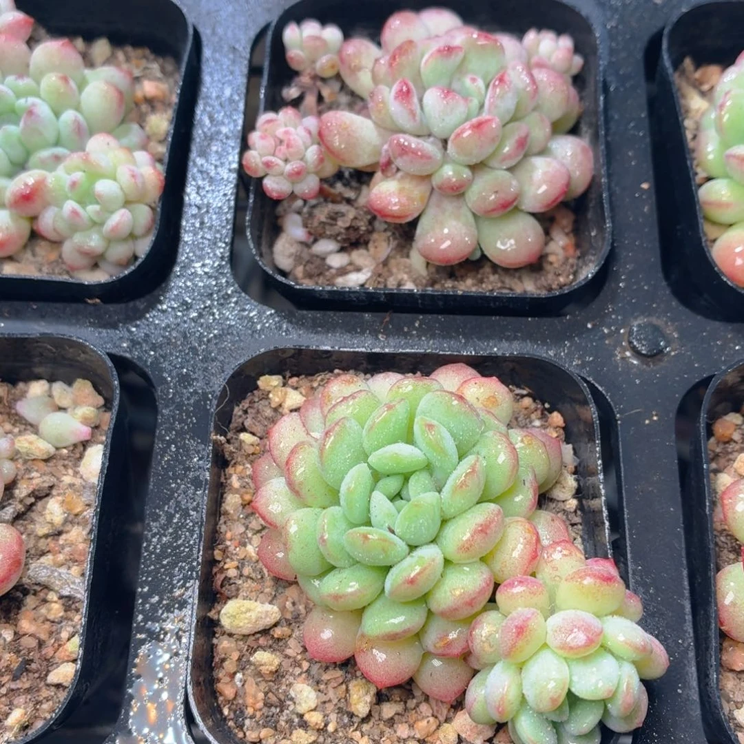 萌豆多肉9.9包邮发货