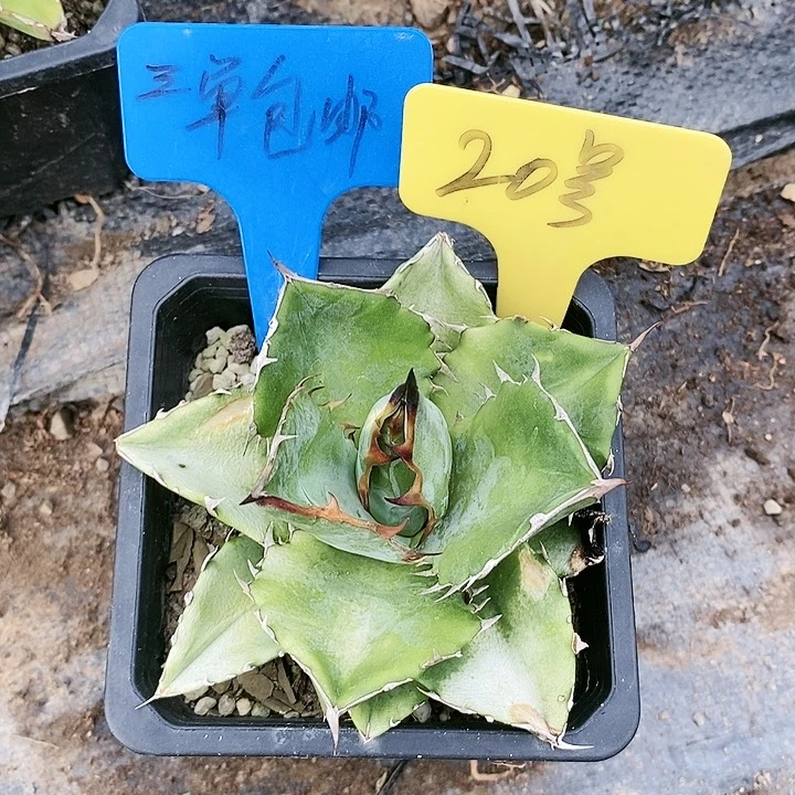【闪购商品】无花朵龙舌兰蓝肌仁王冠