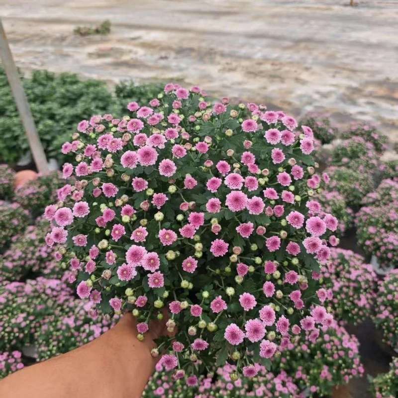 棉花糖菊花带花苞发货的菊盆栽耐热花期长适合室内外阳台种植