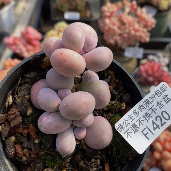 烟美人420多肉植物