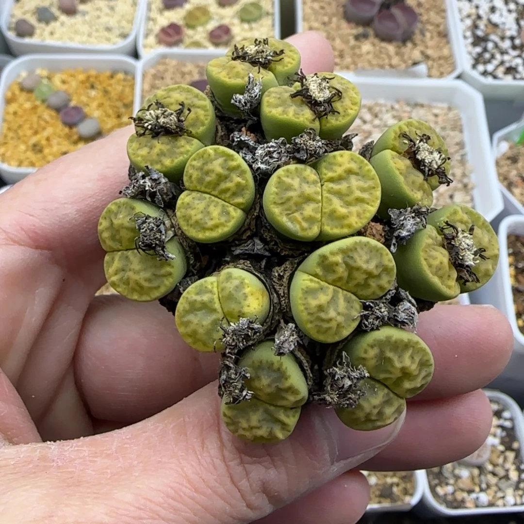 12头黄鸣玄群生清框福利30包邮