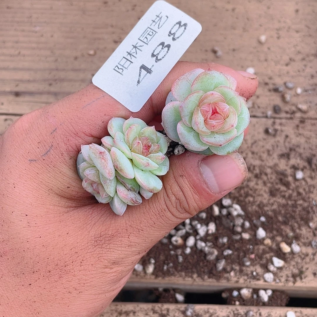 多肉植物多肉植物488