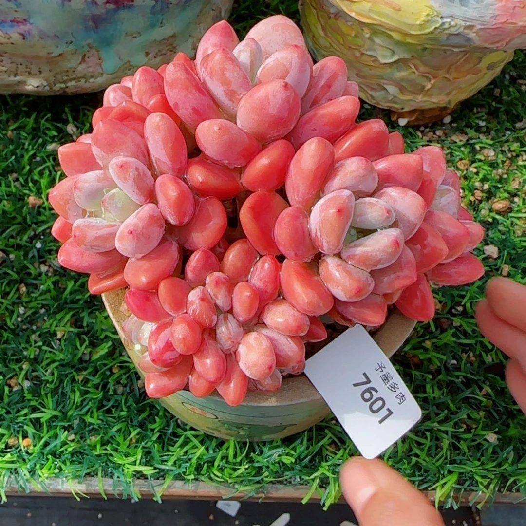 洛神无砍，7601多肉植物