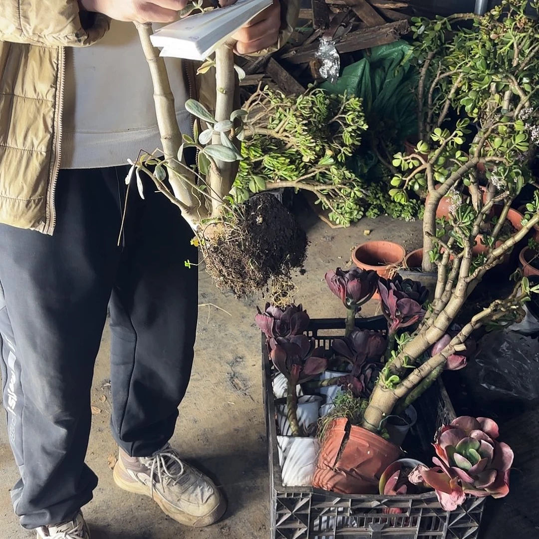 诚***信3197白锦花月不售后