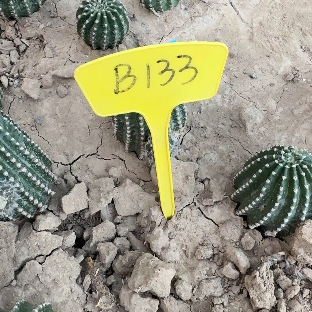 铜***！B133,白金刚瑕疵歪头