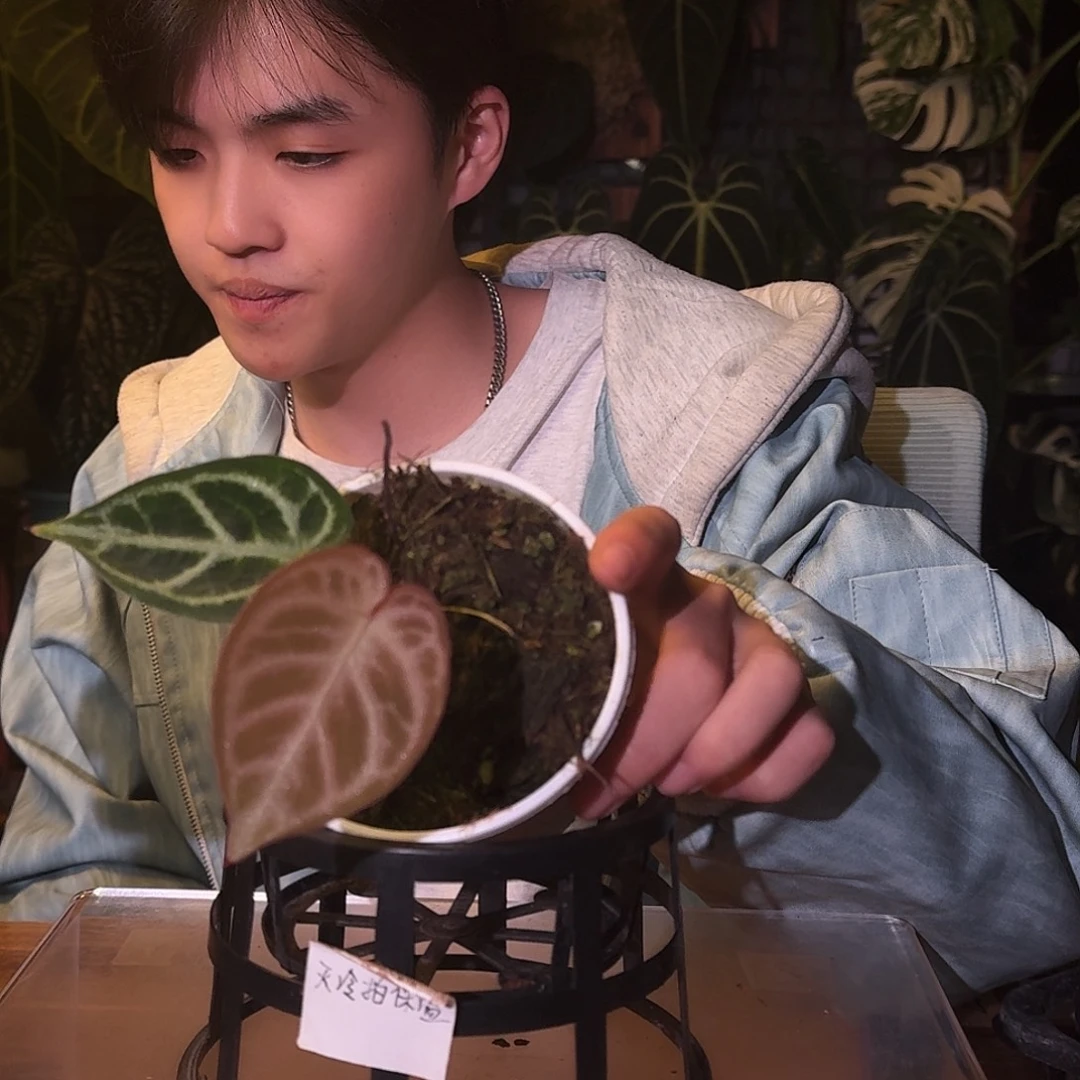 不开花植物D16粉色杂银色闪光