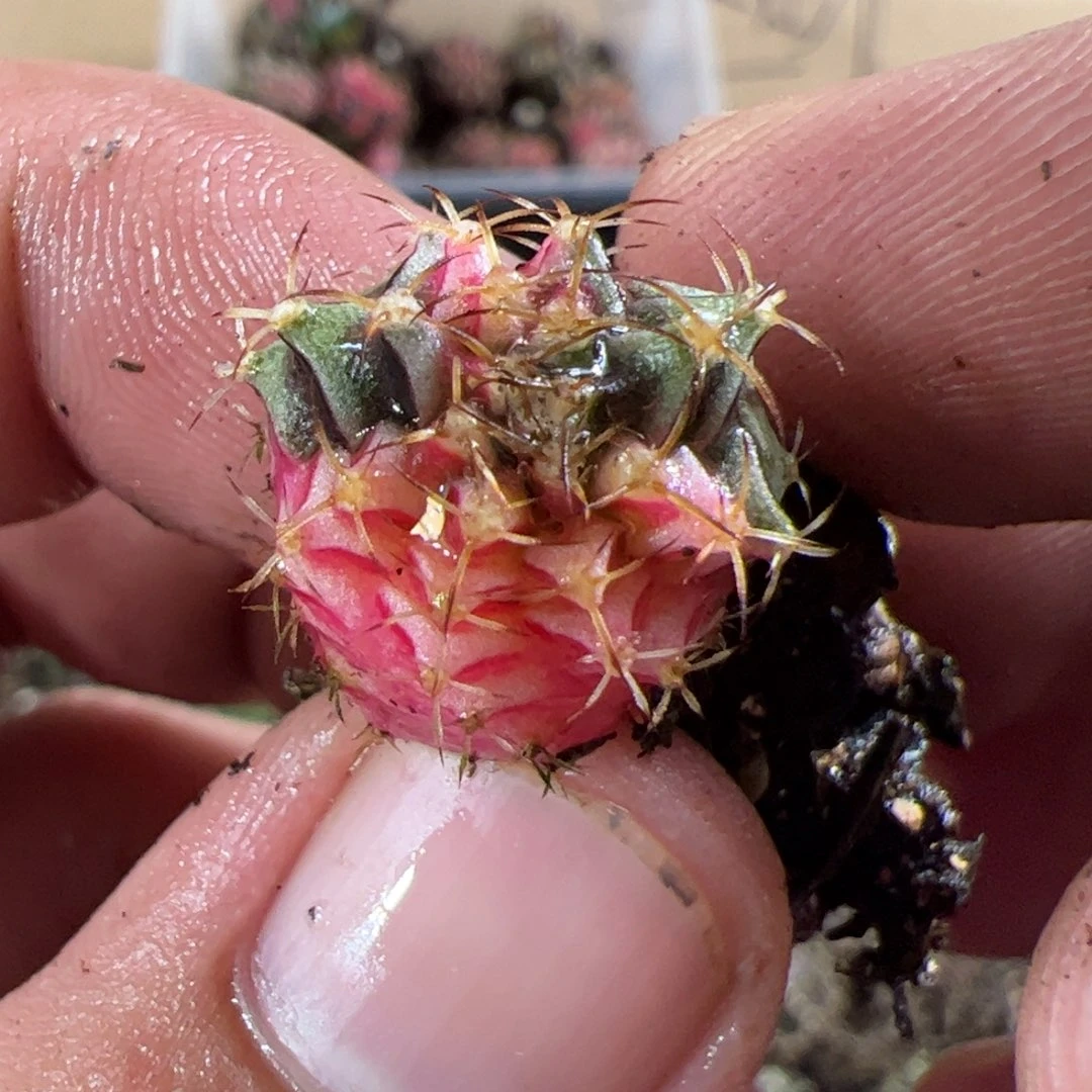 当前无花栽培后可以开花644