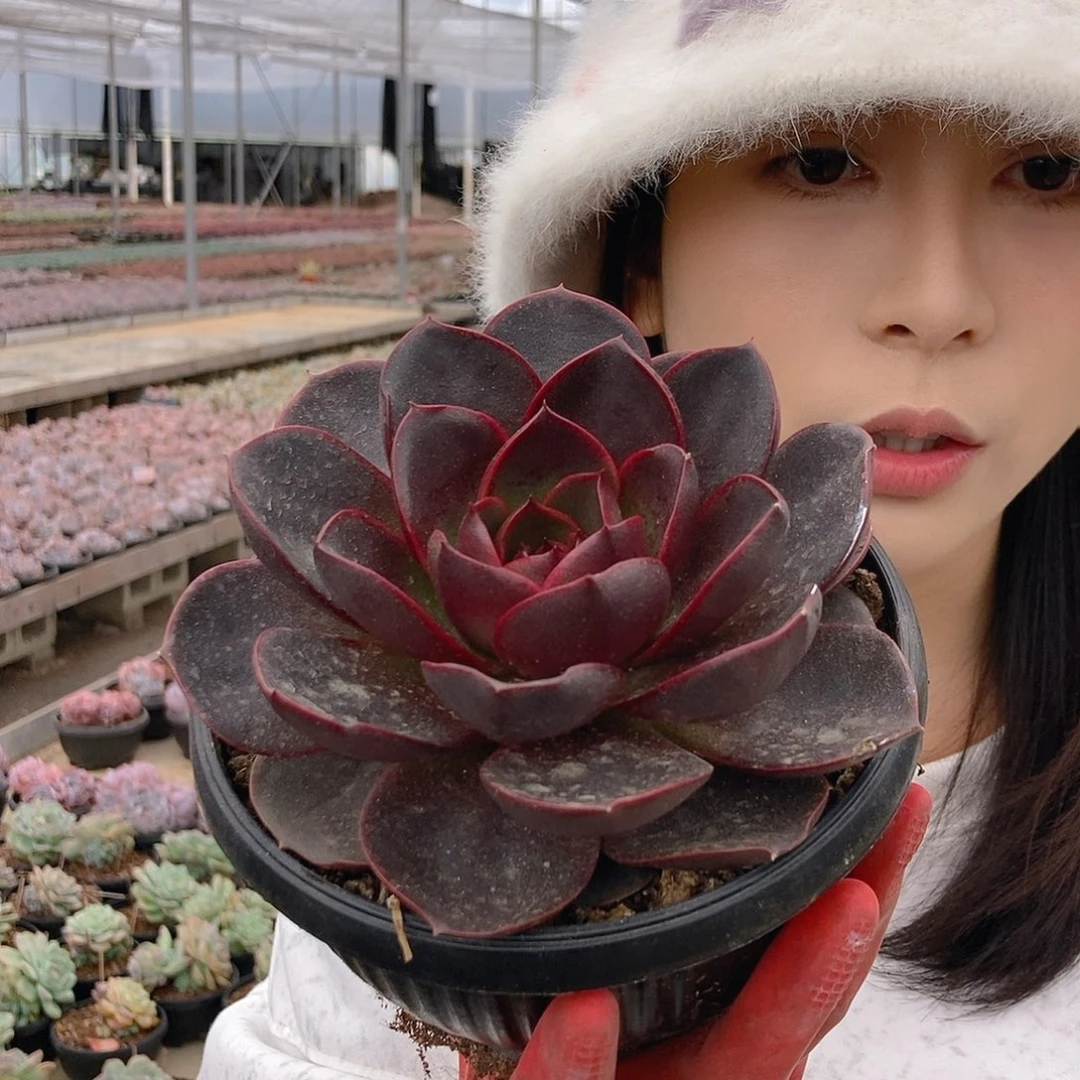 巧克力玫瑰单头随机