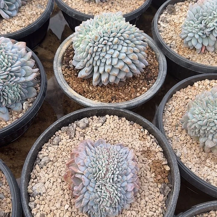 无花朵青****?一物一拍星影缀化