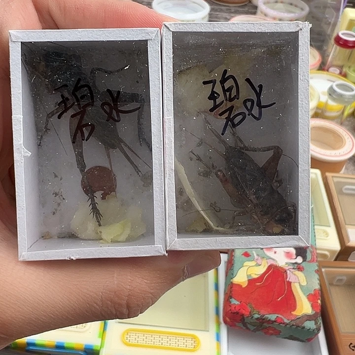 两只冰糖紫玉眼长须