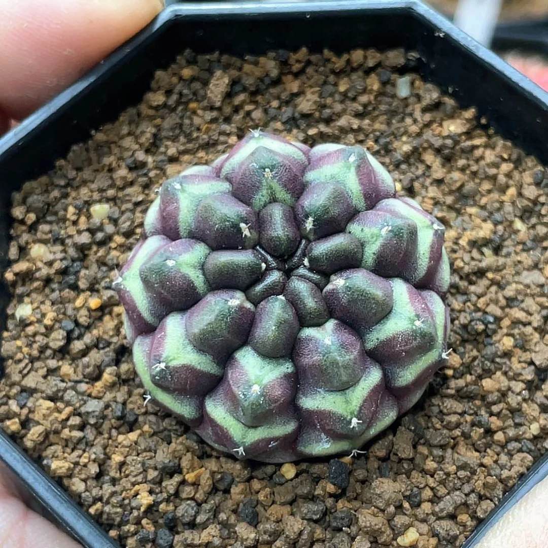当前无花朵，栽培后可花朵泰系实生根，梦想