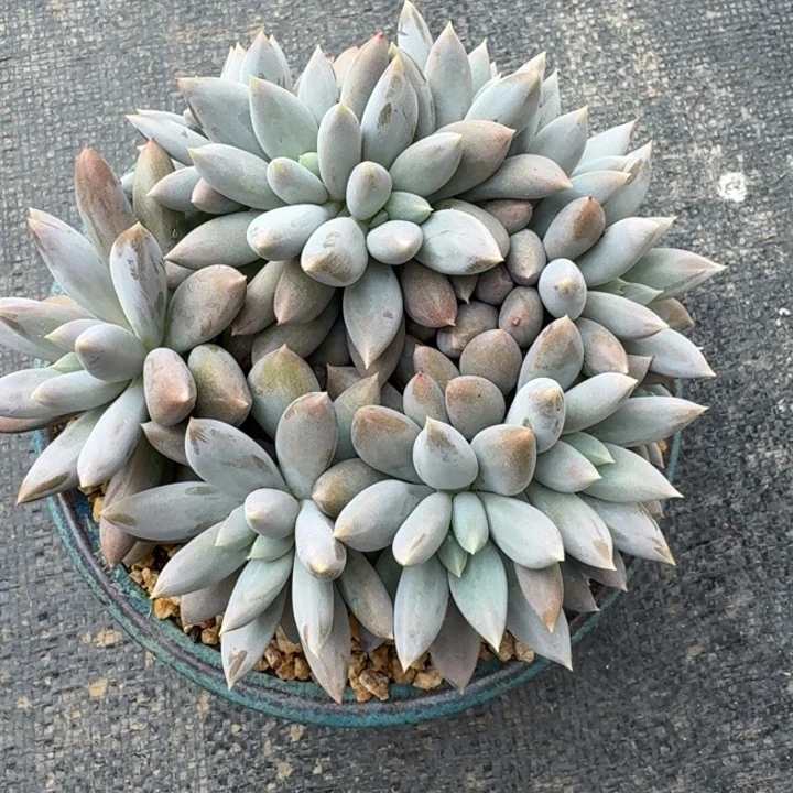 雨***迹无花朵多肉植物哥特