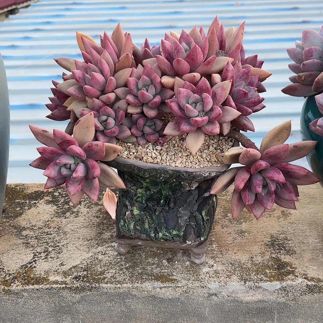 我***牛多肉植物美人系列