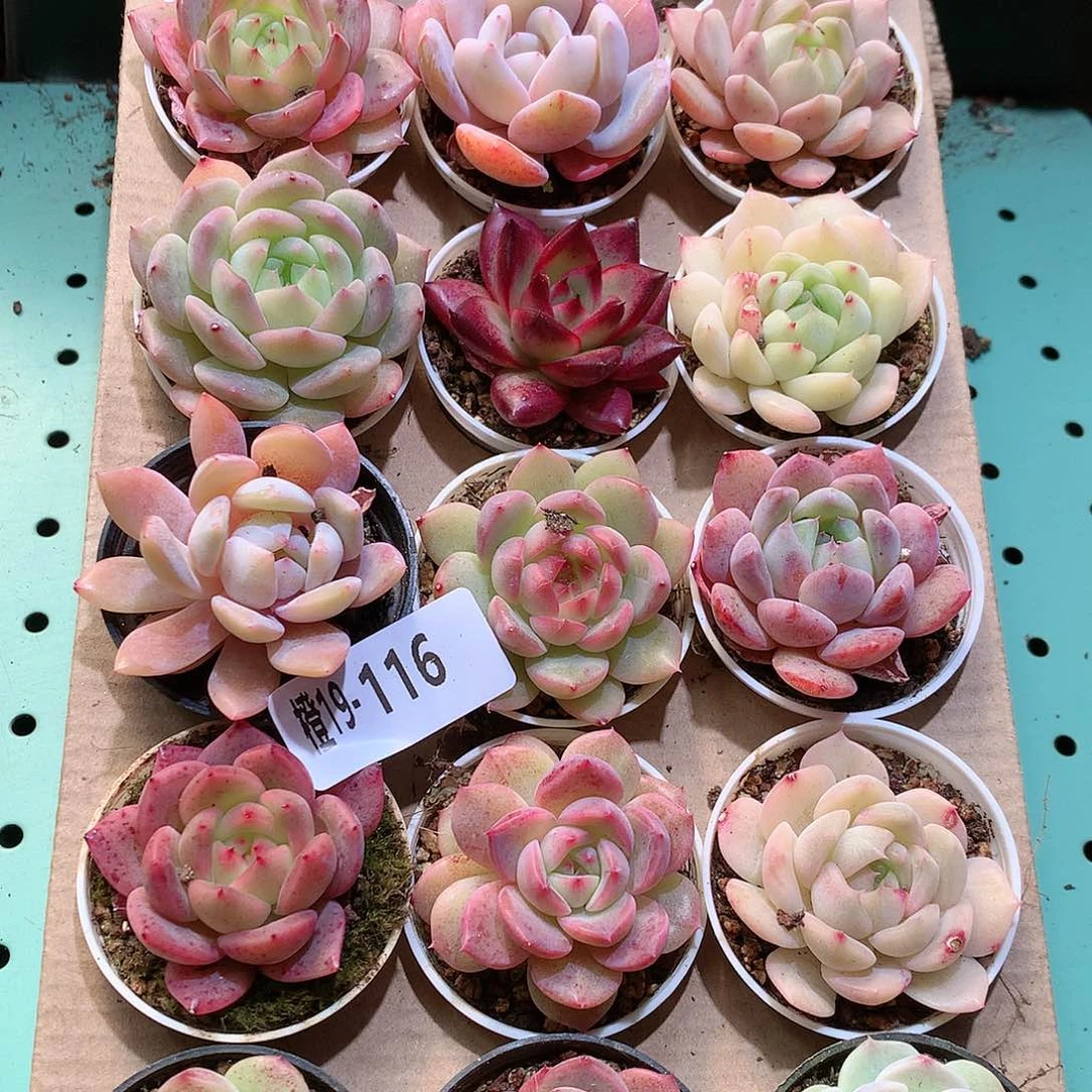 19-116一物一拍带盆18颗。