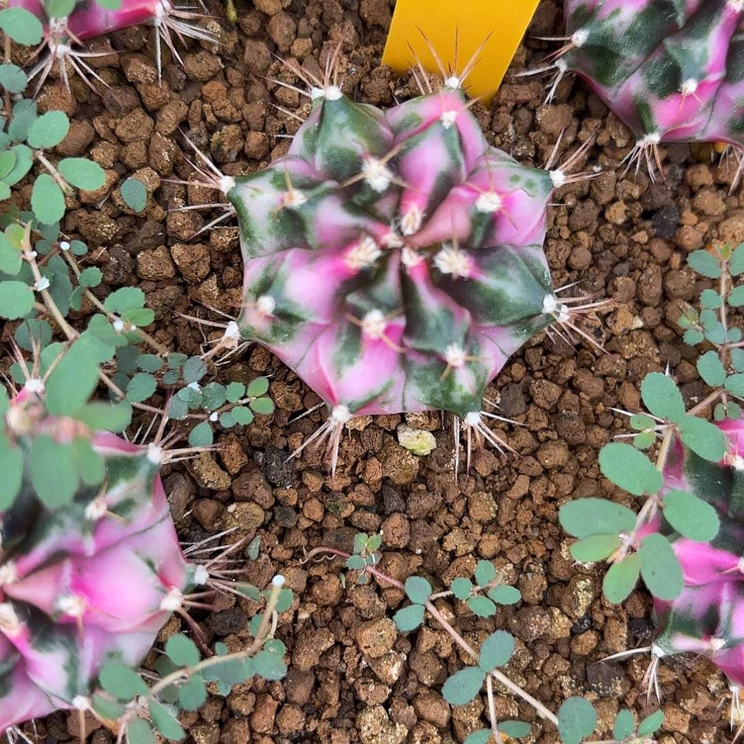 168-1105泰国发货多肉