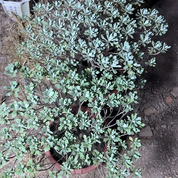 黔***艺带土球带土球带土球