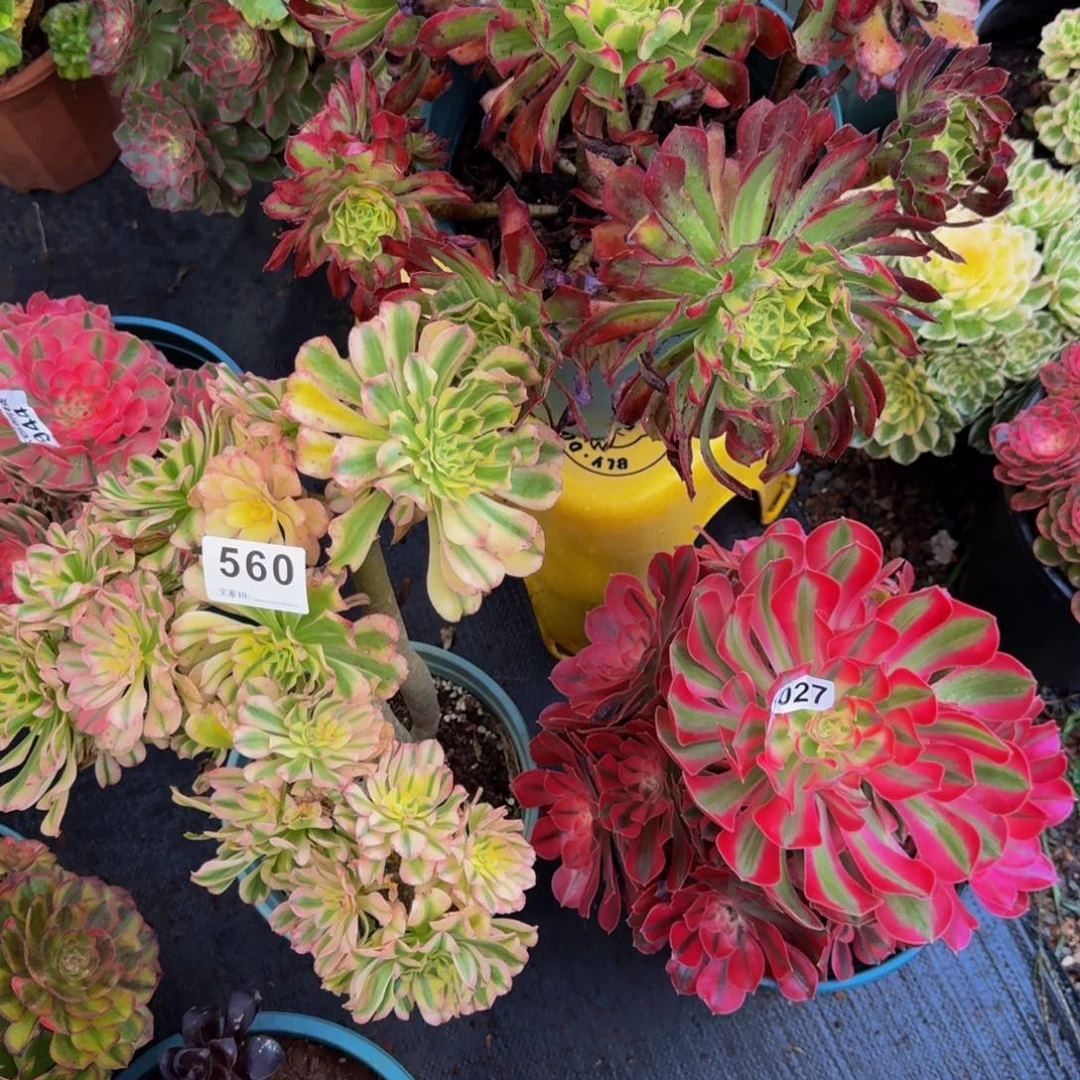 远****3颗560027029多肉植物法师号