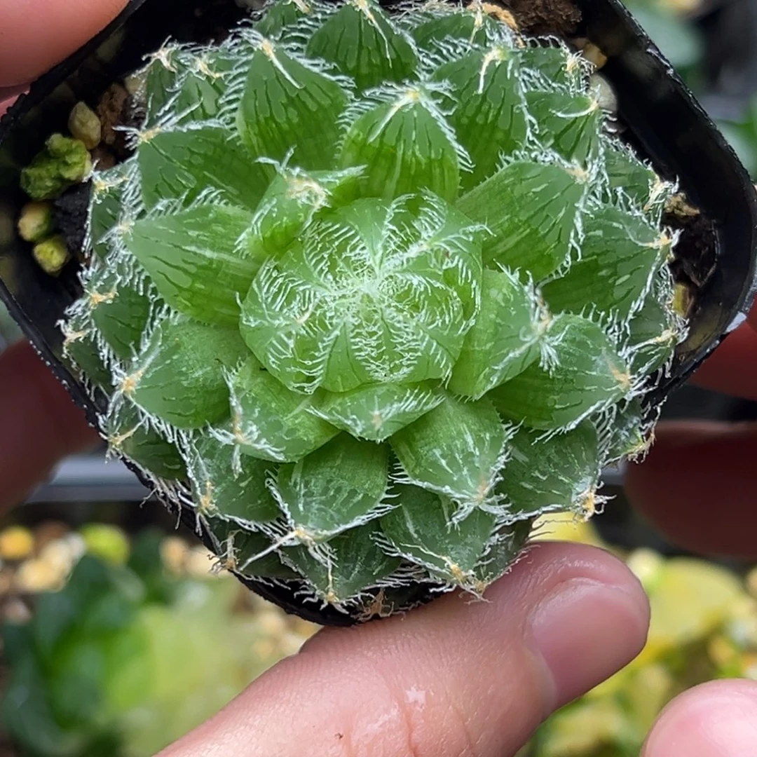 54塞米维娅玉露锦