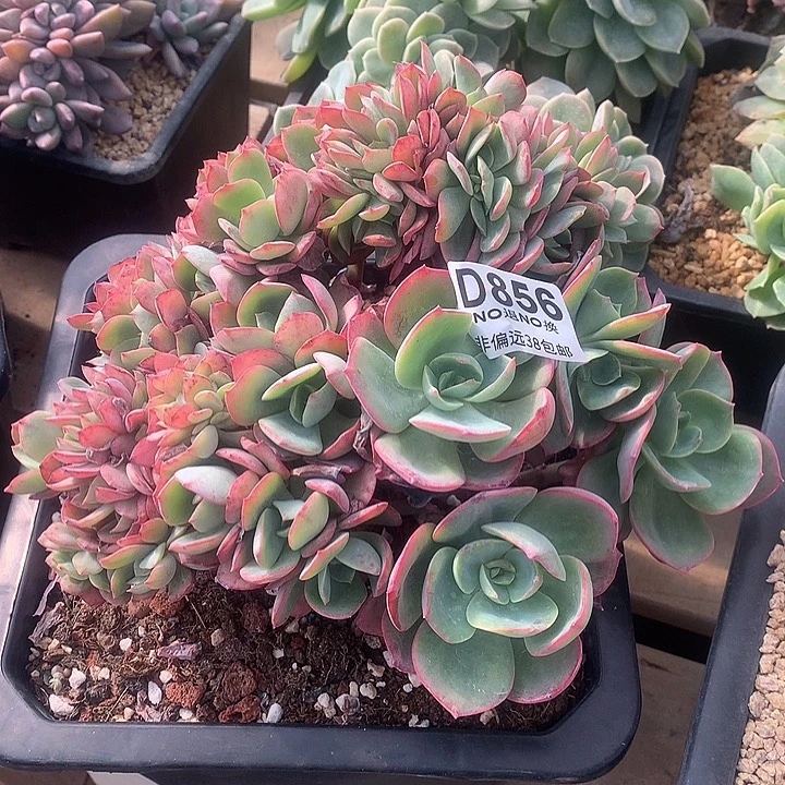 霞光朵朵缀 856 亏本处理 7-8天左右发货 玻璃心勿扰