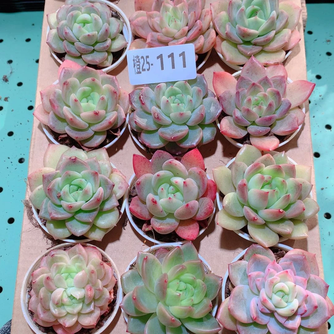 25-111一物一拍多肉带盆18颗
