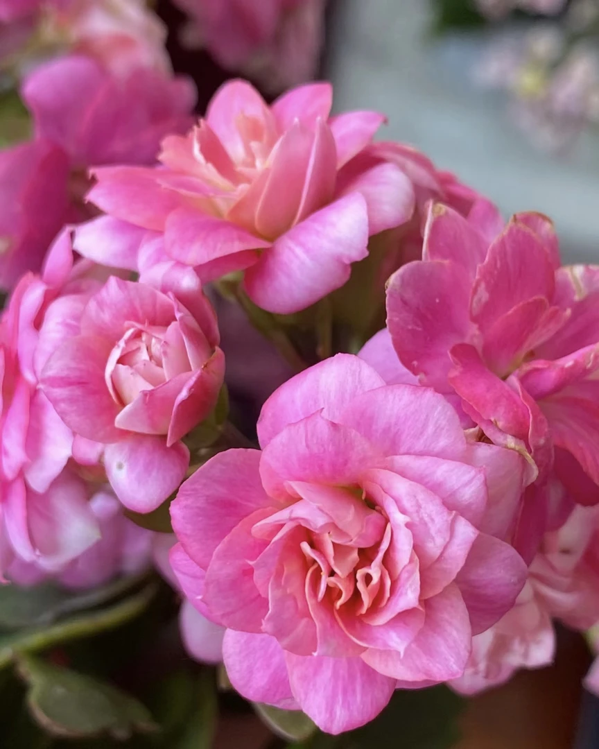 【贵妃】110盆长寿 稀有大花品种 基地直发