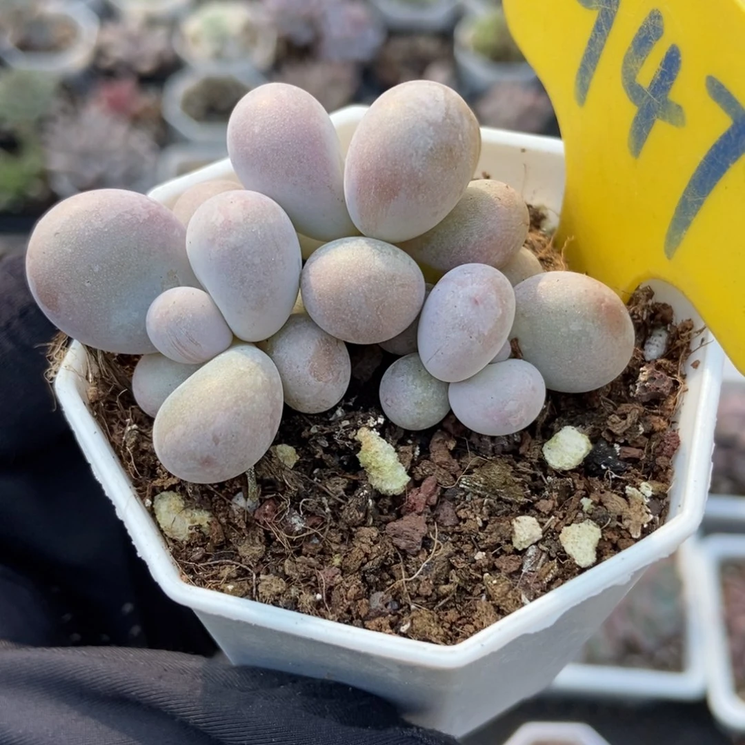 947彩虹奶多肉植物多肉