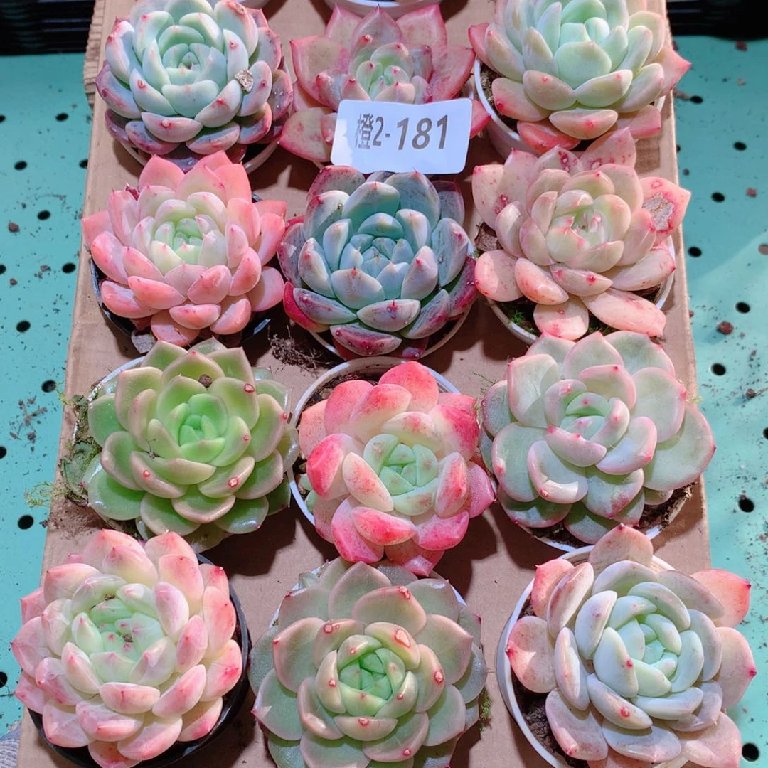 2-181一物一拍多肉带盆18颗