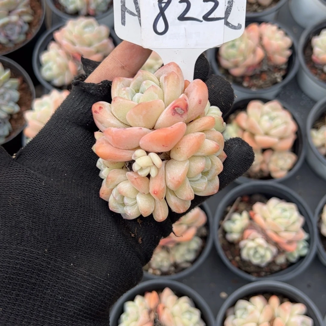 红陶6822号多肉植物