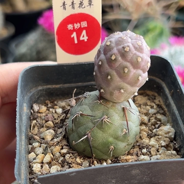 自根双头海胆习志野一棵