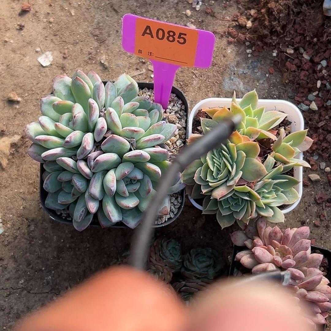 肉***多多肉植物一物一拍