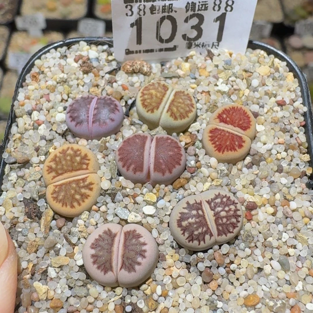 Sssss精品生石花1032彩菊
