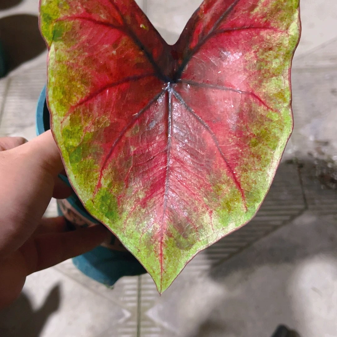 完全开放1705泰彩