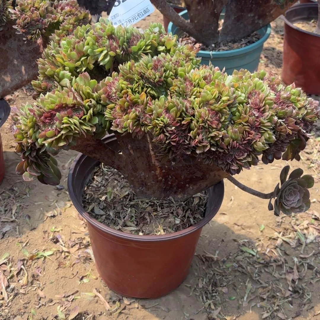 恭**财623万缀多肉植物