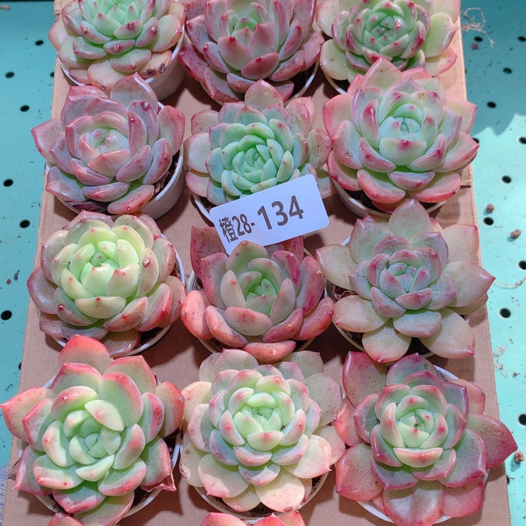 28-134一物一拍多肉带盆18颗