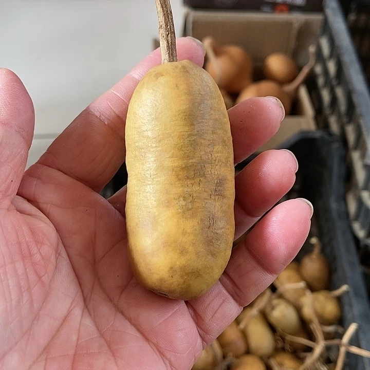 伊**ocj opjg c g h j