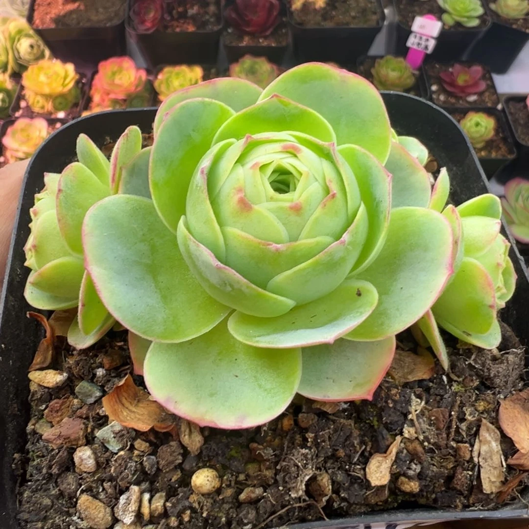 L52半城玫瑰画沙