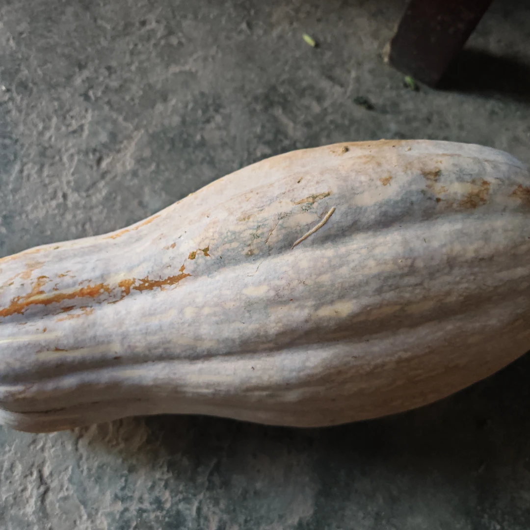 重庆农村自家栽种老南瓜 口感细腻 香甜软糯