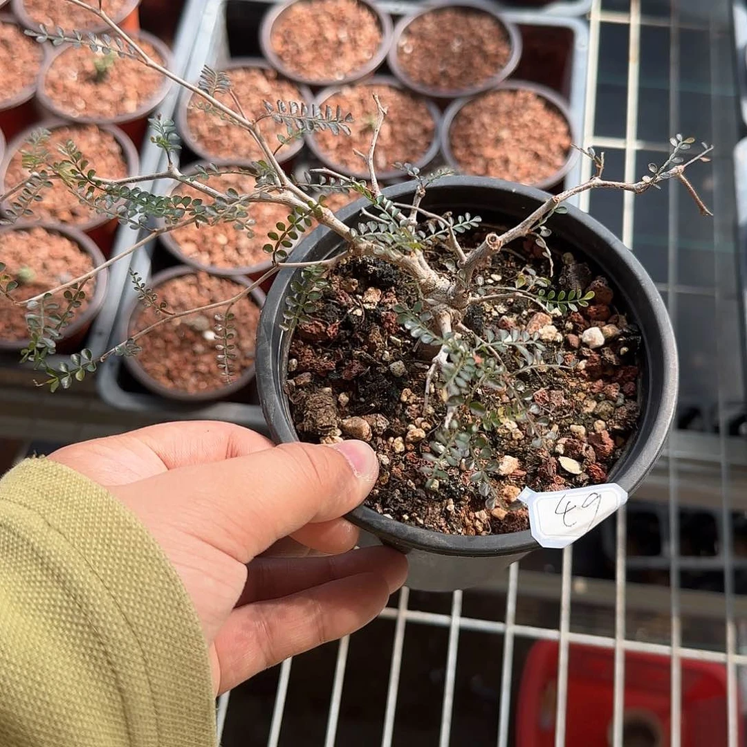 多肉植物 象足漆树