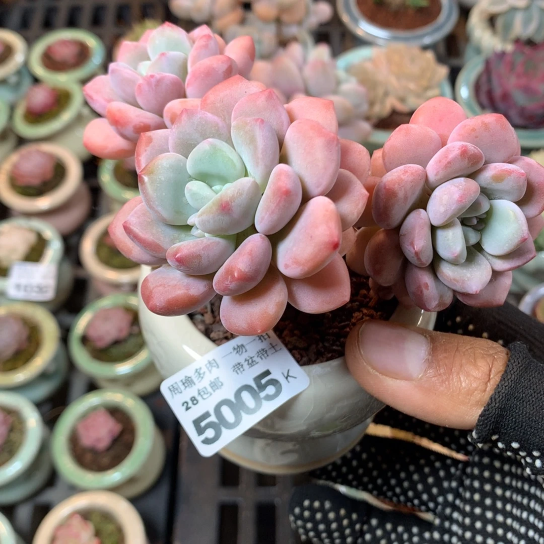 精控多肉植物5005