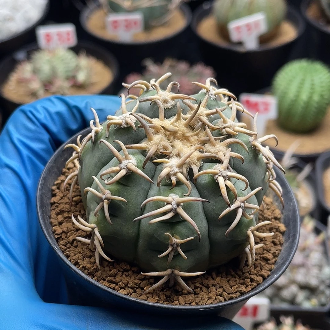 猫爪仙人球多肉植物11