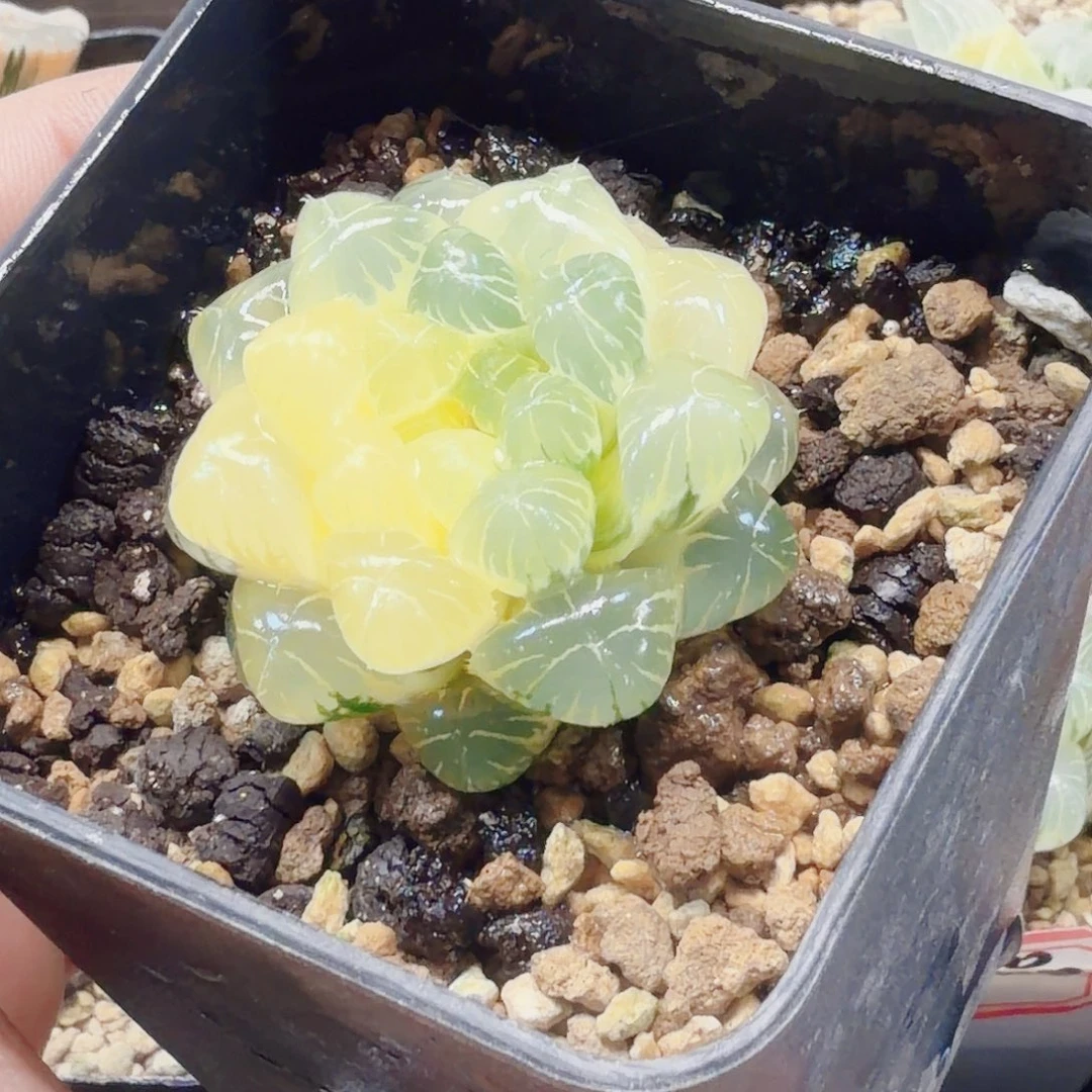 十二卷实生冰灯锦福利