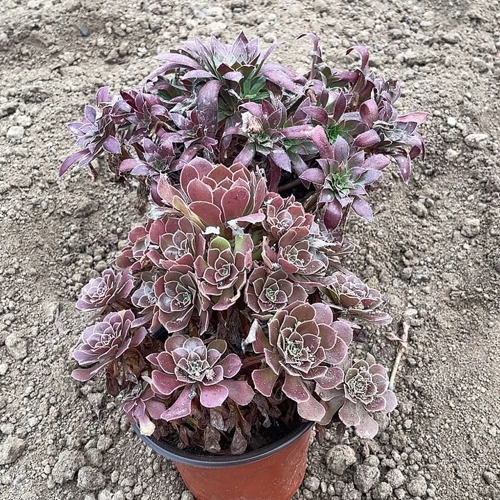 2棵玫瑰玫瑰玫瑰玫瑰